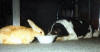 gallery-pup&bunny.jpg (2116 bytes)